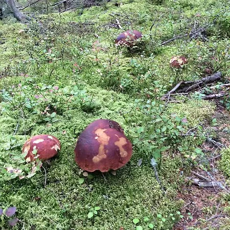 Riekamo Arpolahti